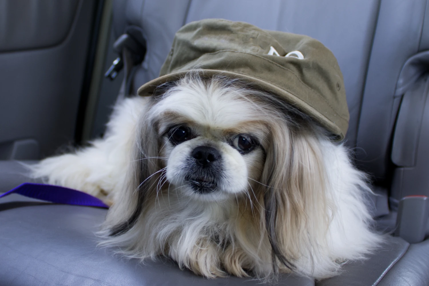Kia Optima Dog Car Seat for Pekingese