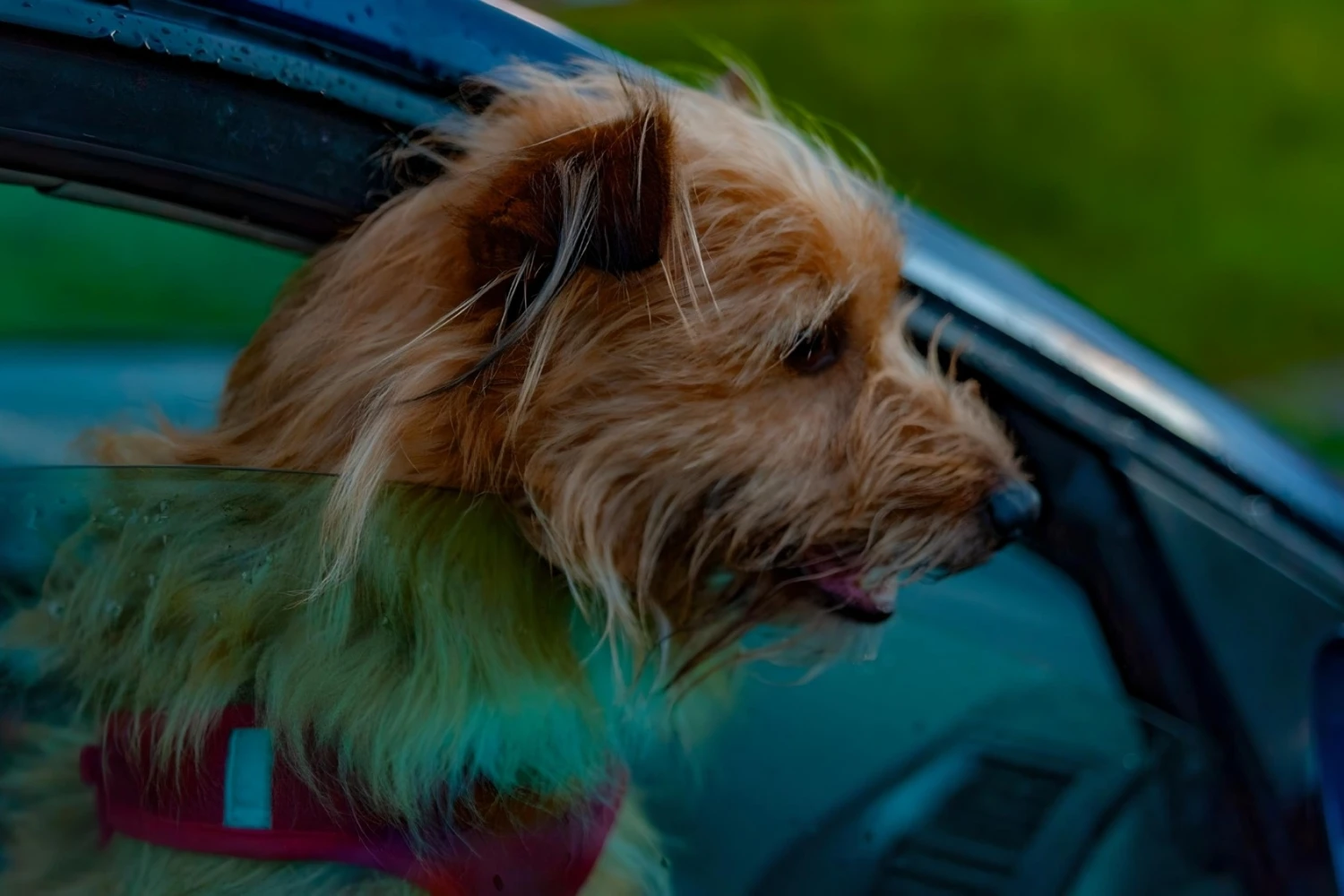 Chevrolet Malibu Dog Car Seat for Glen of Imaal Terriers