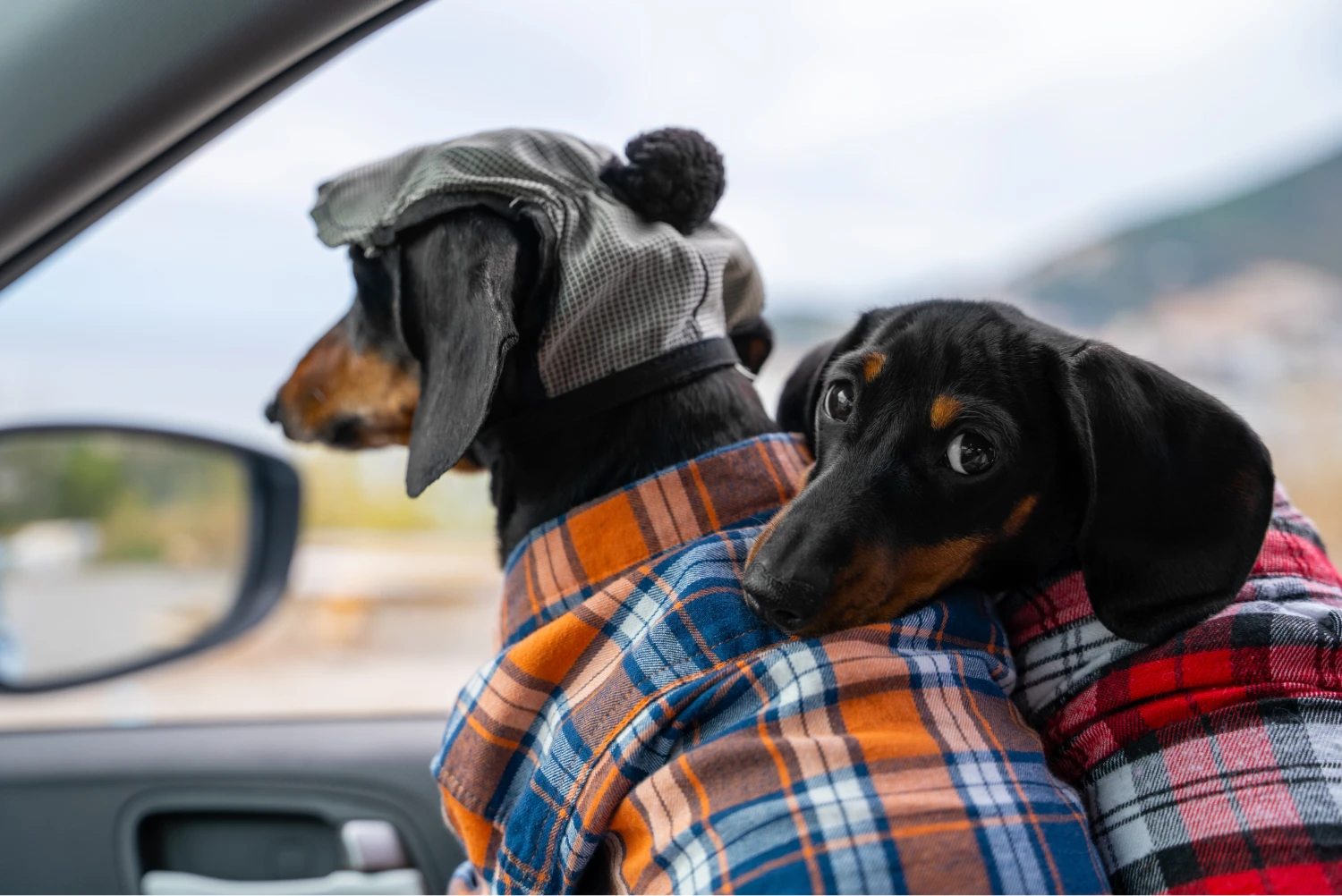 Mercedes-Benz GLC Dog Car Seat Belt for Dachshunds